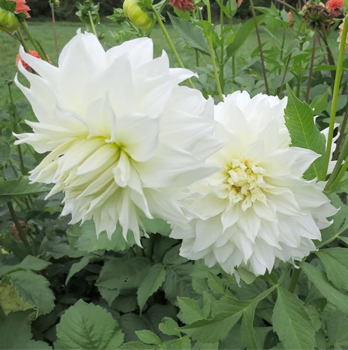 'Snow Country' Dinnerplate Dahlia