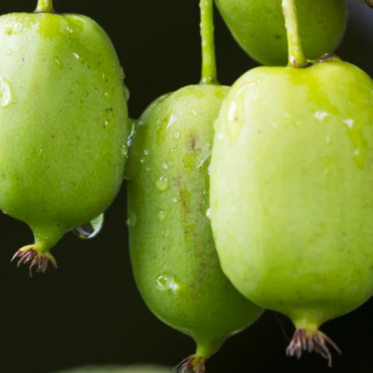 'Prolific' Hardy Kiwi (Self Fertile) | Actinidia arguta 'Prolific'