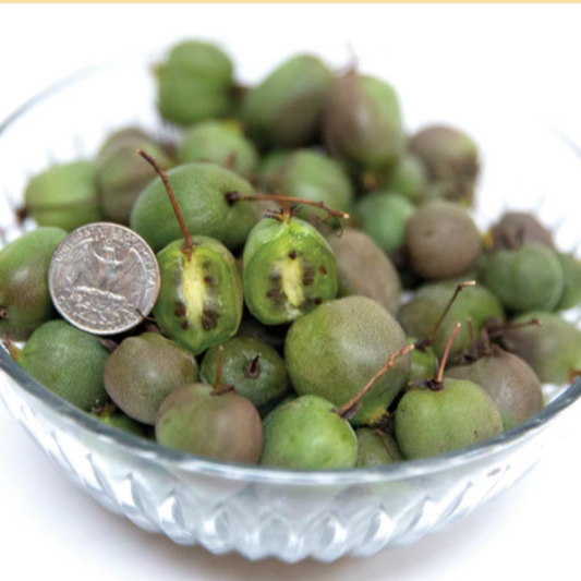 'Prolific' Hardy Kiwi (Self Fertile) | Actinidia arguta 'Prolific'