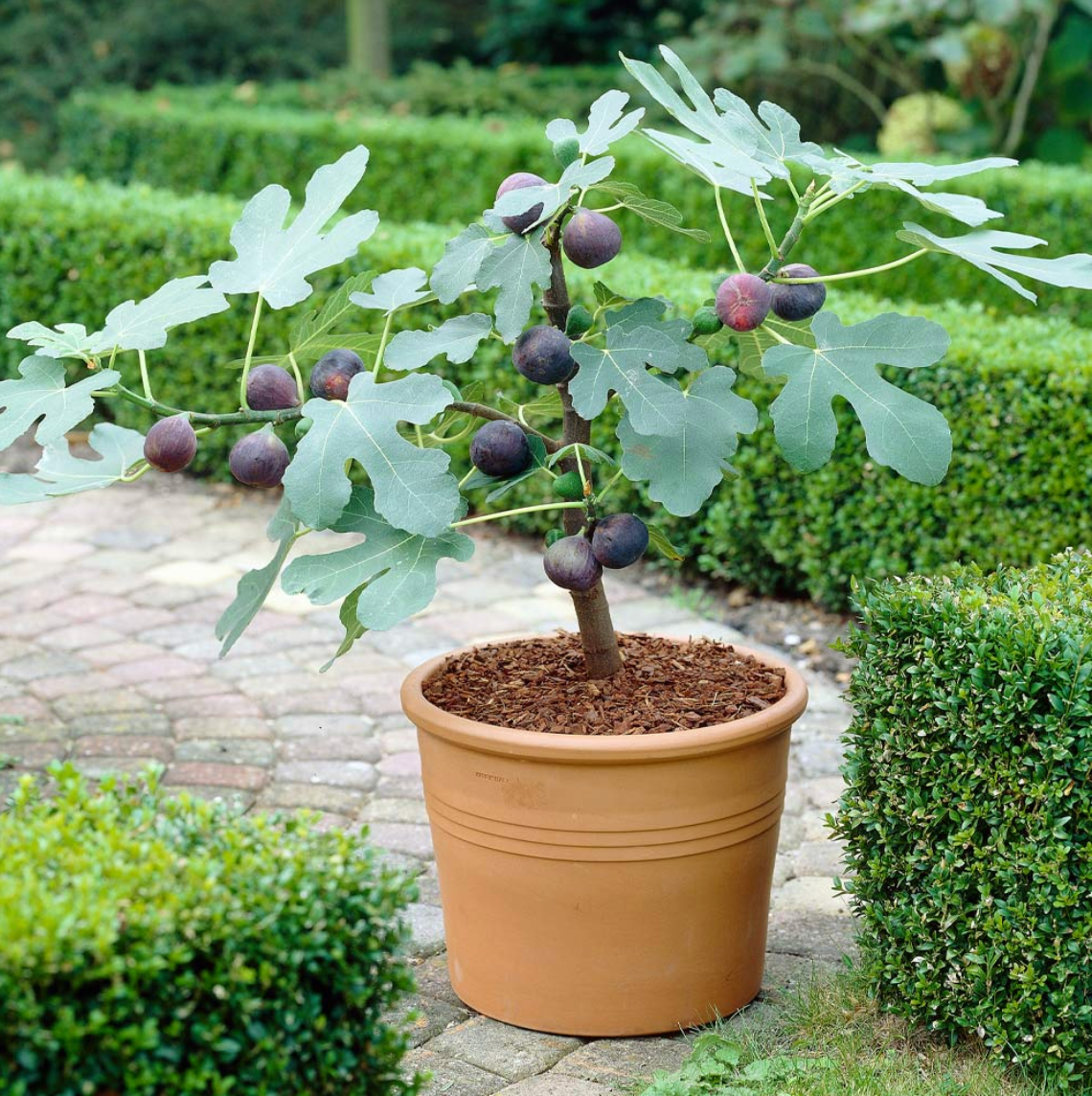 Chicago Hardy Fig | Ficus carica