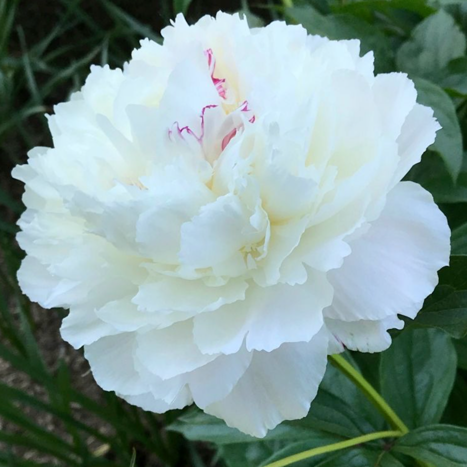 Festiva Maxima Peony | Paeonia 'Festiva Maxima'