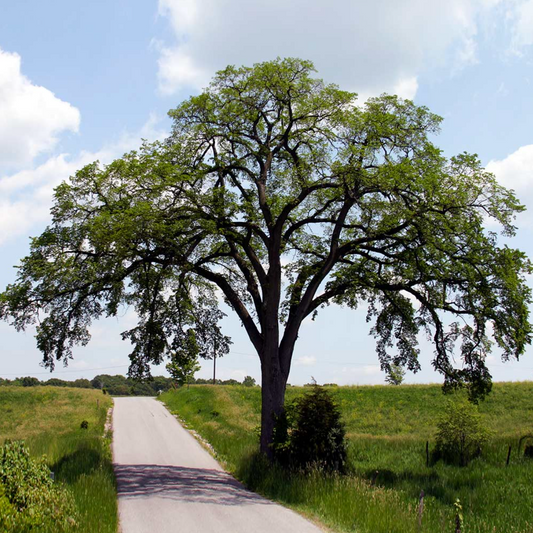 Princeton American Elm | Ulmus americana