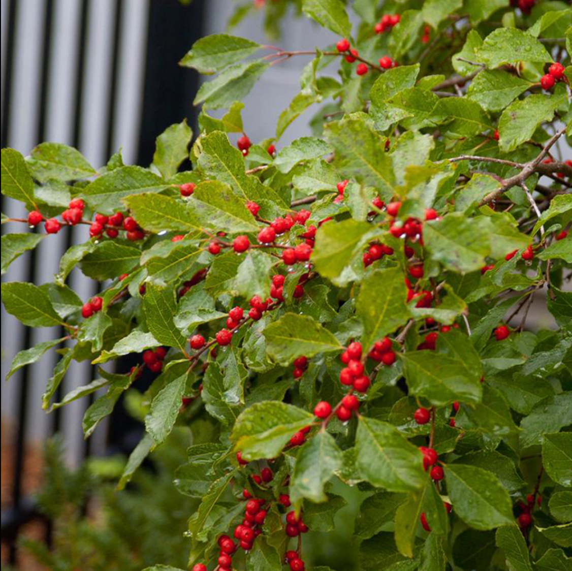 'Wildfire' Winterberry | Ilex verticillata