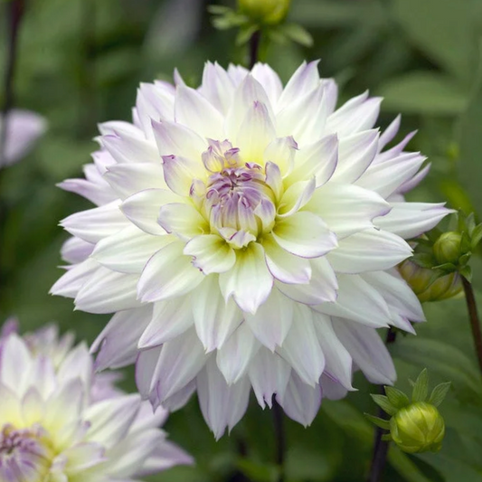 'Crazy Love' Dahlia