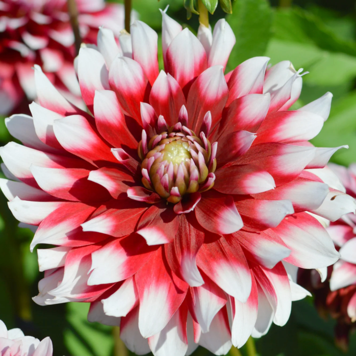 'Duet' Dahlia