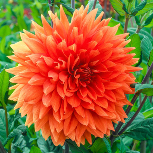 'Mrs. Eileen' Dinnerplate Dahlia