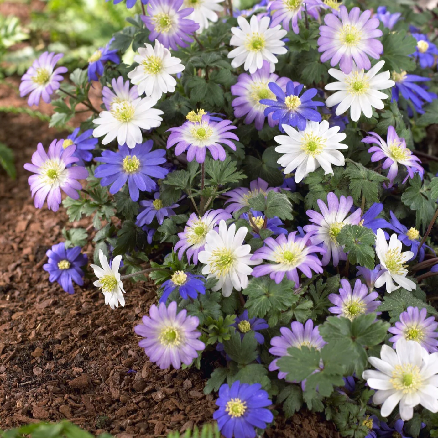 Blanda Mix Anemone