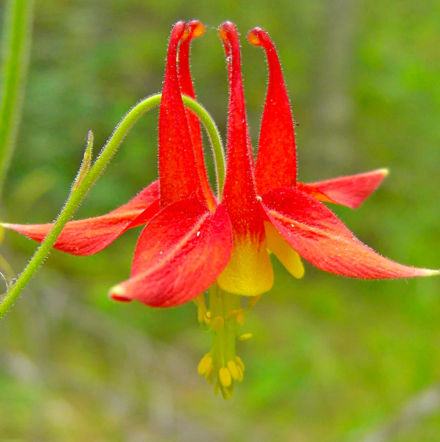 Red Columbine | Aquilegia canadensis