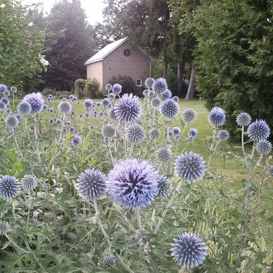 'Veitch's Blue' Globe Thistle | Echinops ritro