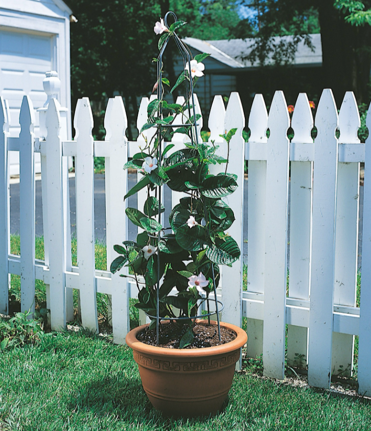 Obelisk - Climbing Plant Support