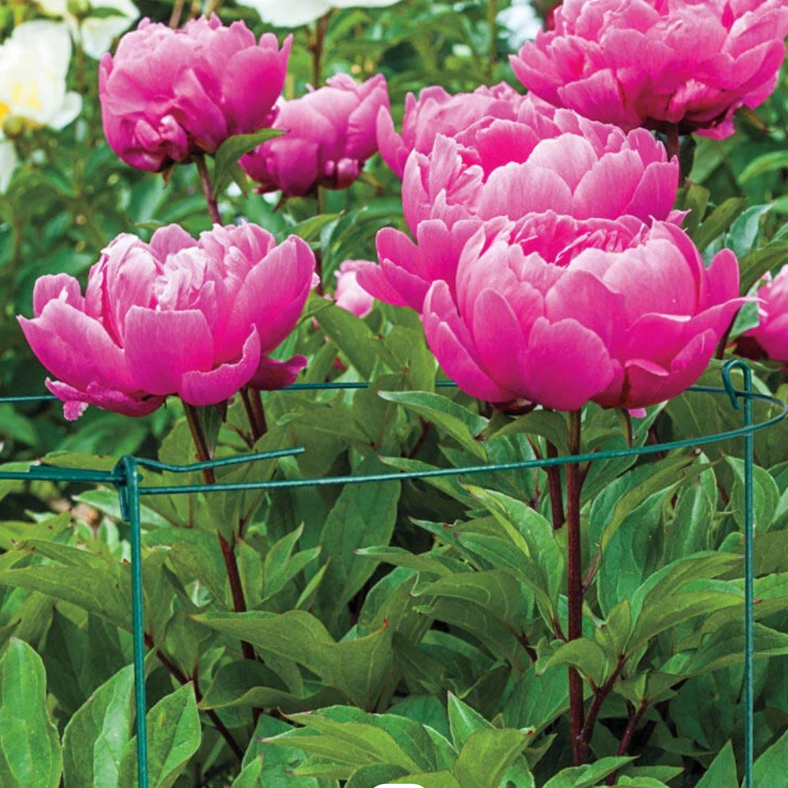 Peony Ring - Plant Support