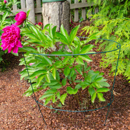 Peony Ring - Plant Support