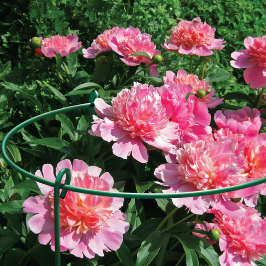 Peony Ring - Plant Support