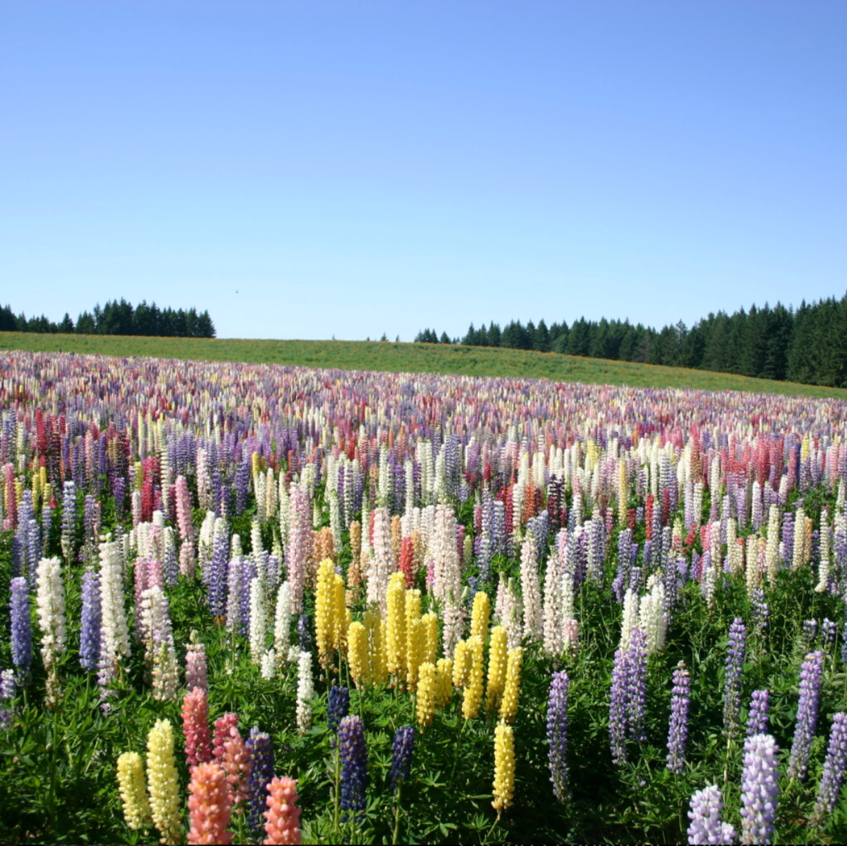 Russell Mix Lupine