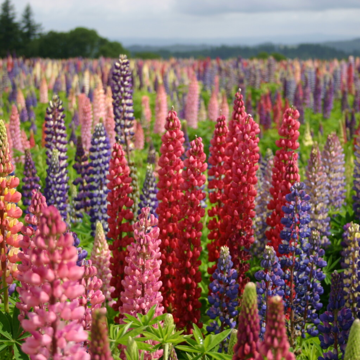 Russell Mix Lupine