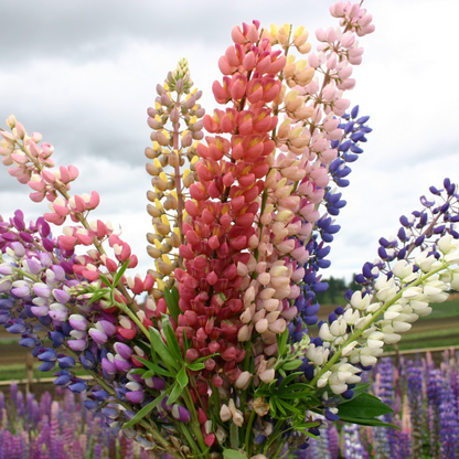 Russell Mix Lupine