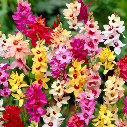 Bulbs - Wand Flower | Ixia Mixture