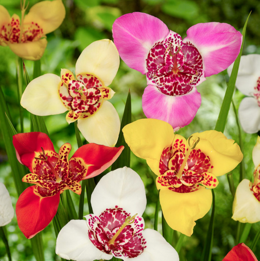 Bulbs - Toad Lily | Tigridia