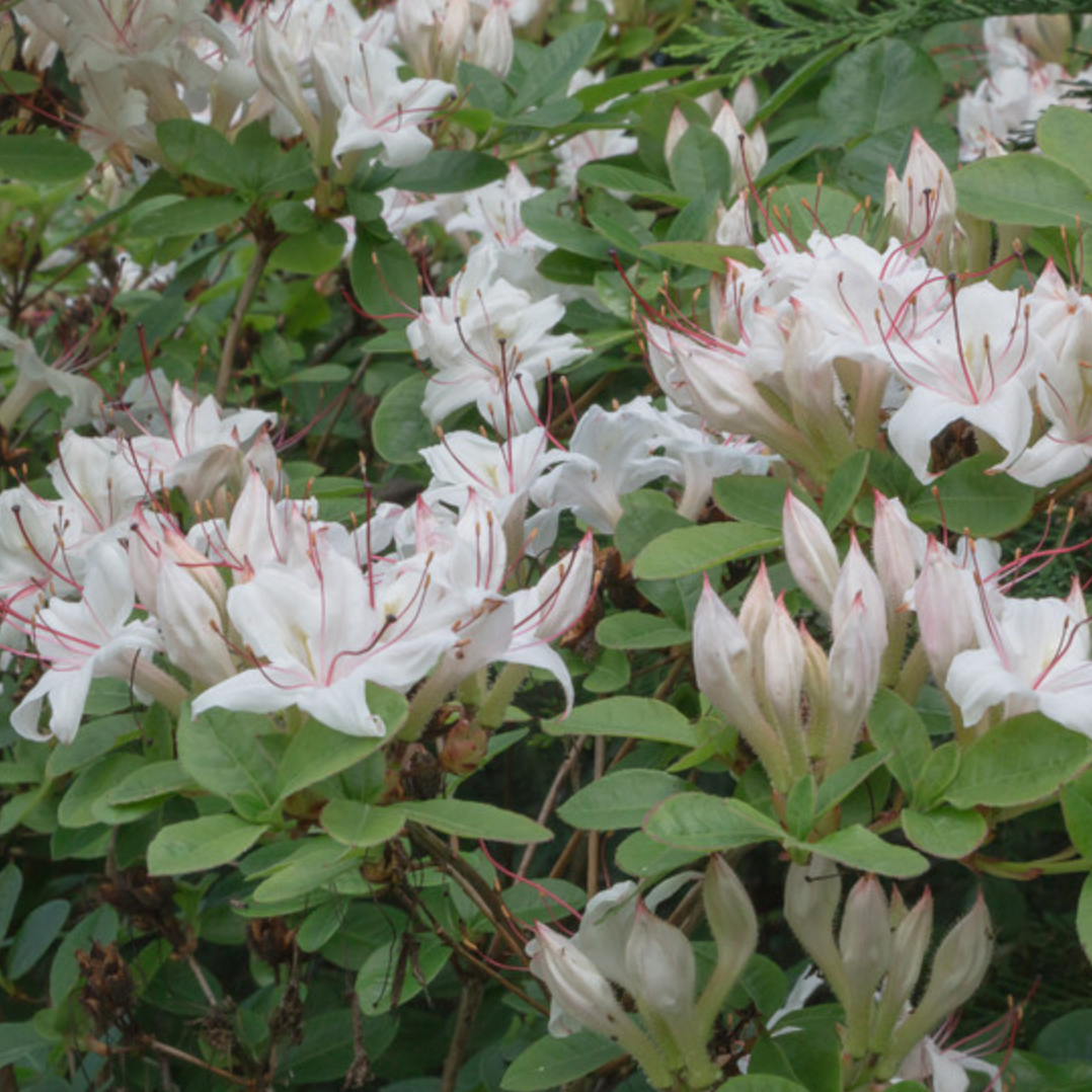 Sweet Azalea | Rhododendron arborescens