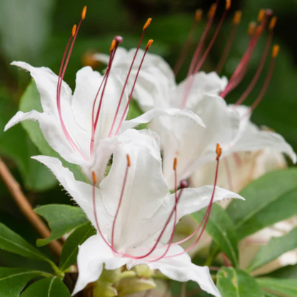 Sweet Azalea | Rhododendron arborescens
