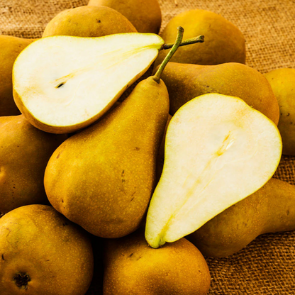 Bosc Pear