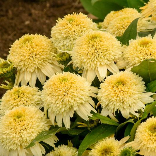 'Double Coded Butter Pecan' Coneflower | Echinacea