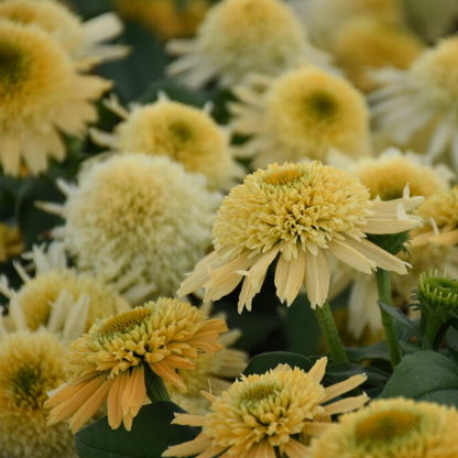 'Double Coded Butter Pecan' Coneflower | Echinacea