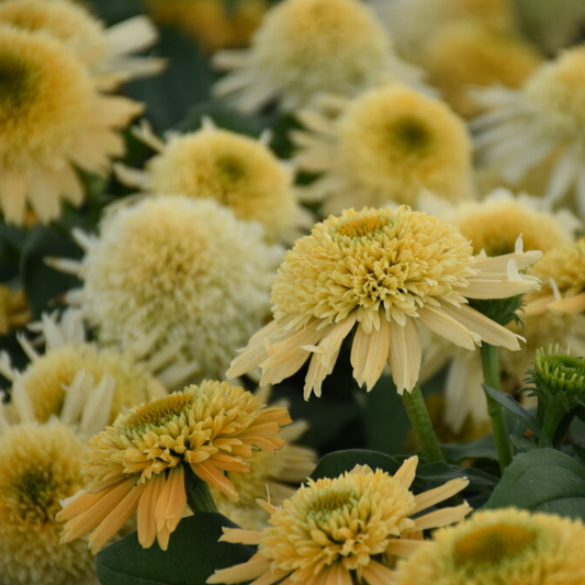 'Double Coded Butter Pecan' Coneflower | Echinacea
