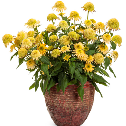 'Double Coded Butter Pecan' Coneflower | Echinacea