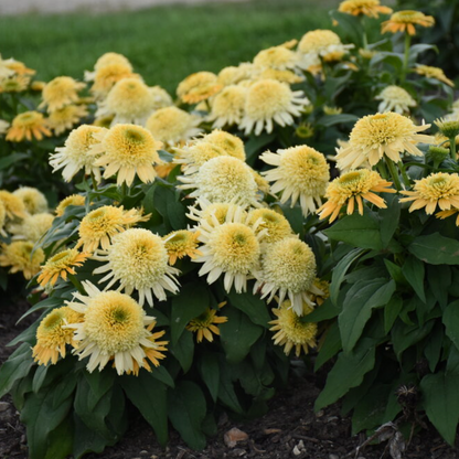 'Double Coded Butter Pecan' Coneflower | Echinacea