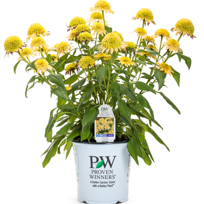 'Double Coded Butter Pecan' Coneflower | Echinacea