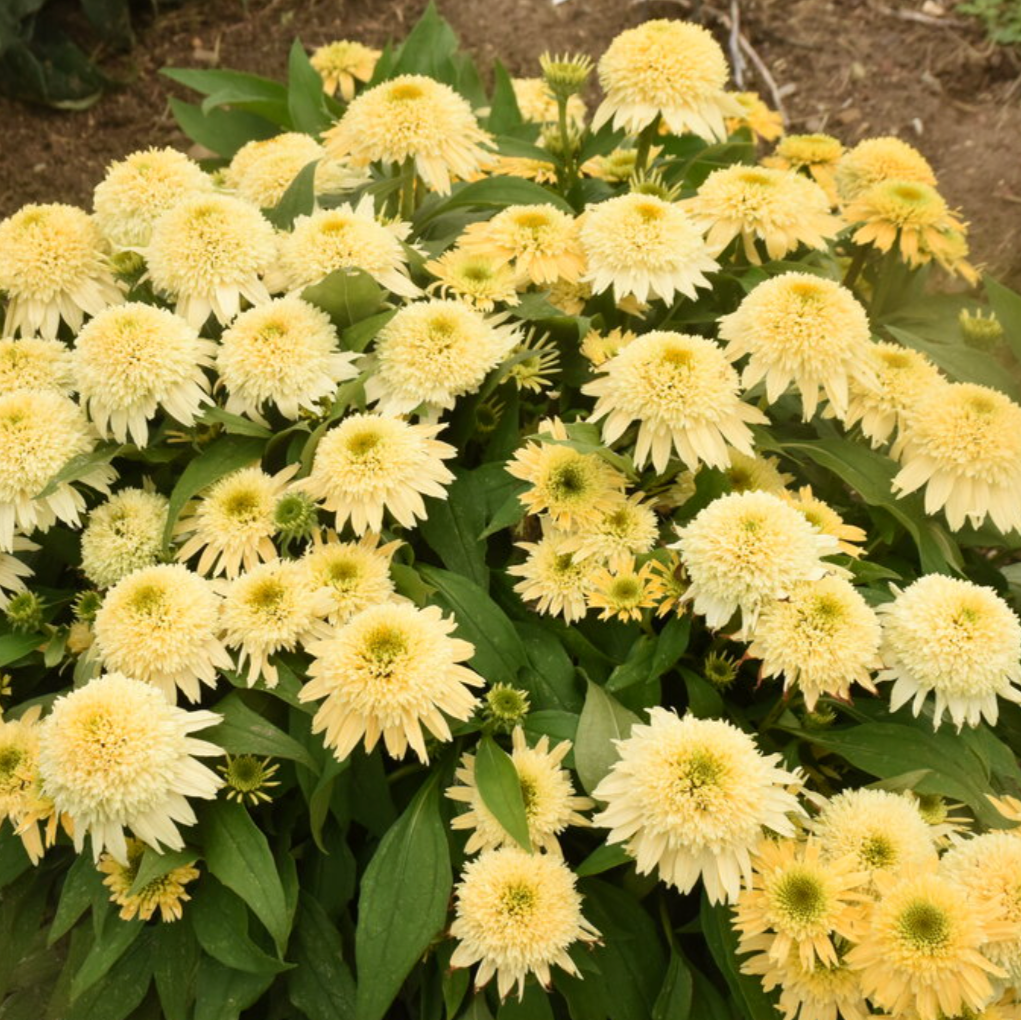 'Double Coded Butter Pecan' Coneflower | Echinacea