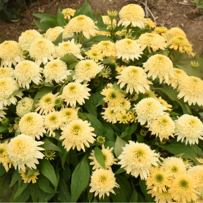 'Double Coded Butter Pecan' Coneflower | Echinacea