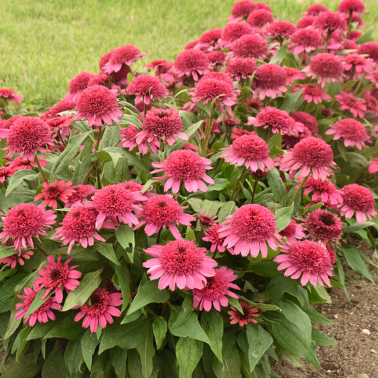 'Double Coded® 'Raspberry Beret' Coneflower | Echinacea
