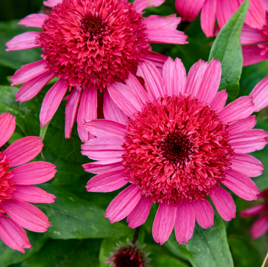 'Double Coded® 'Raspberry Beret' Coneflower | Echinacea
