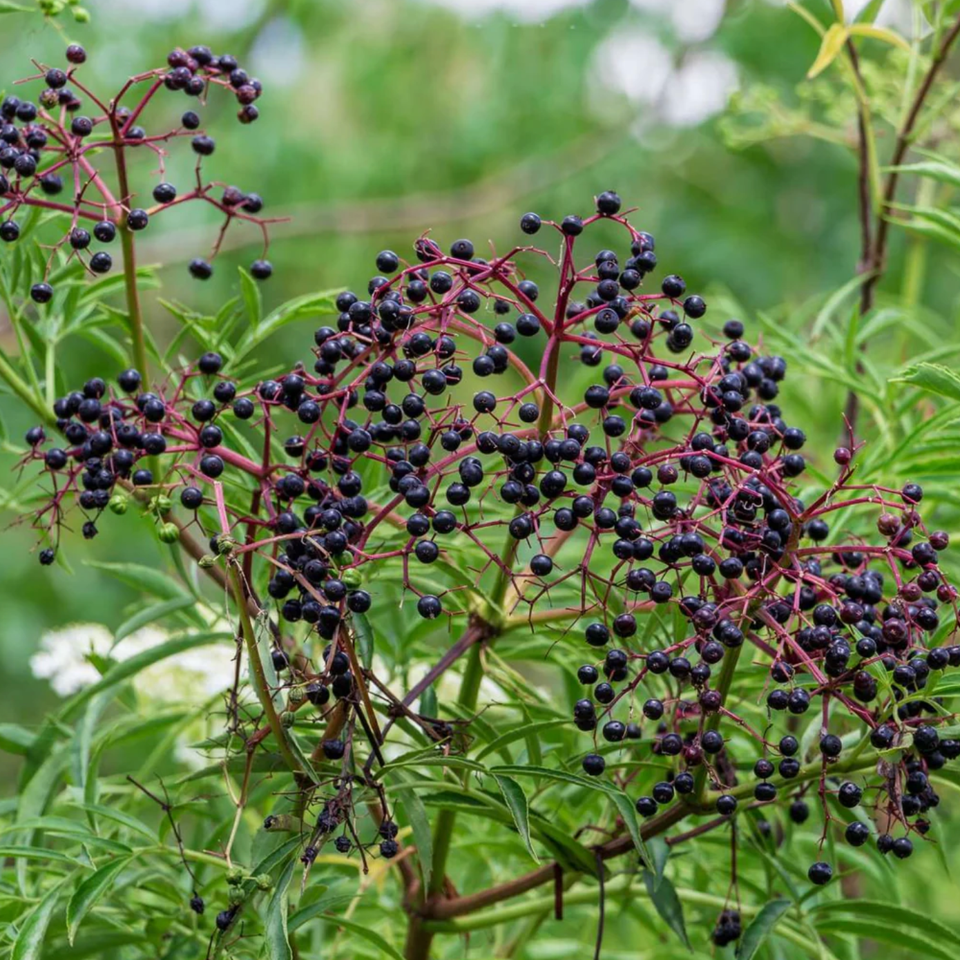 York Elderberry | Sambucus canadensis