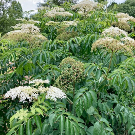 York Elderberry | Sambucus canadensis