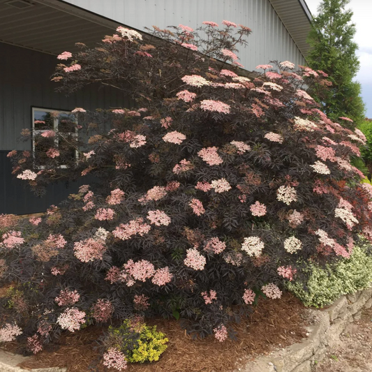 Black Lace Elderberry | Sambucus nigra