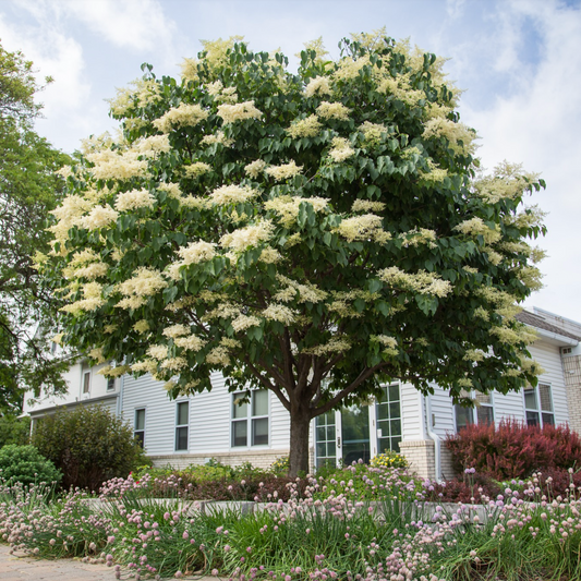 Snowdance Japanese Lilac Tree | Syringa reticulata 'Bailnce'