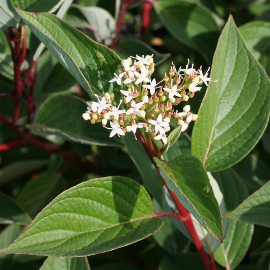 Isanti Red Twig Dogwood | Cornus sericea 'Isanti'