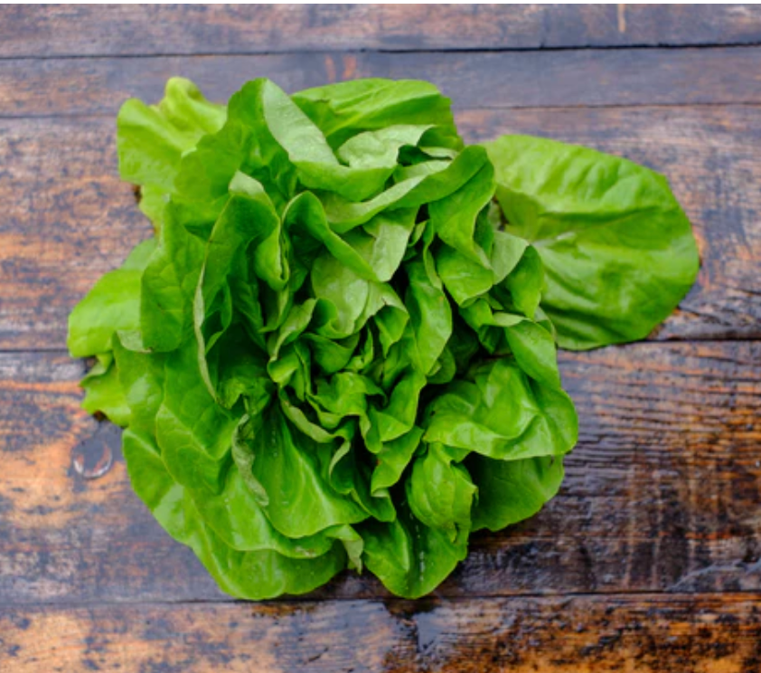 Lettuce 'Buttercrunch' - Vegetable Seeds