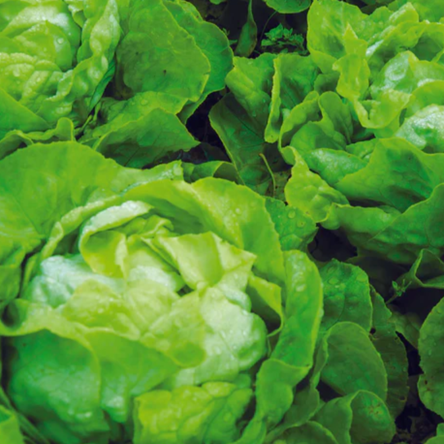 Lettuce 'Buttercrunch' - Vegetable Seeds