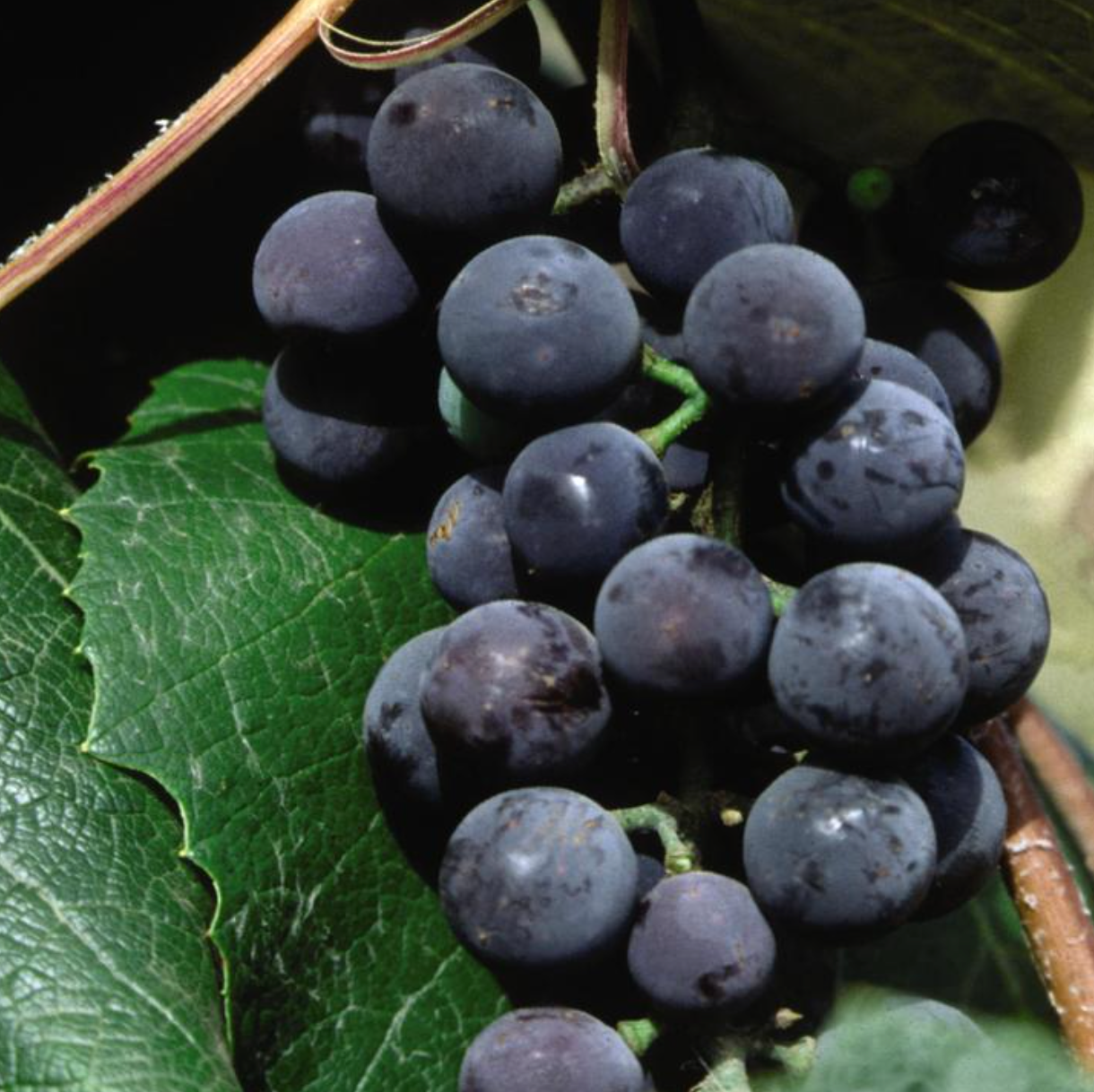 'Concord' Seedless Grape | Vitis labrusca