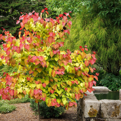 Flame Thrower® Redbud | Cercis canadensis