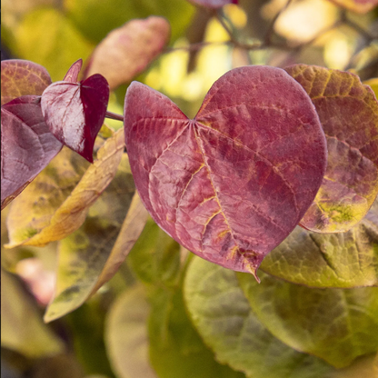 Flame Thrower® Redbud | Cercis canadensis