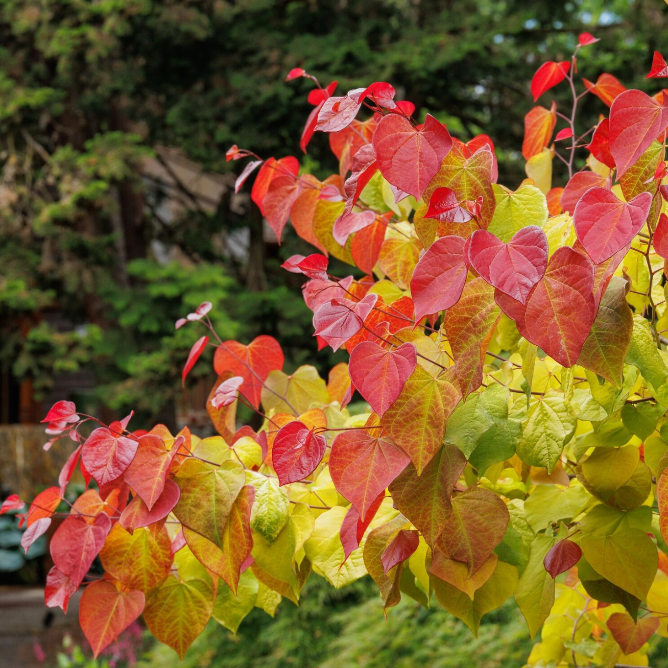 Flame Thrower® Redbud | Cercis canadensis