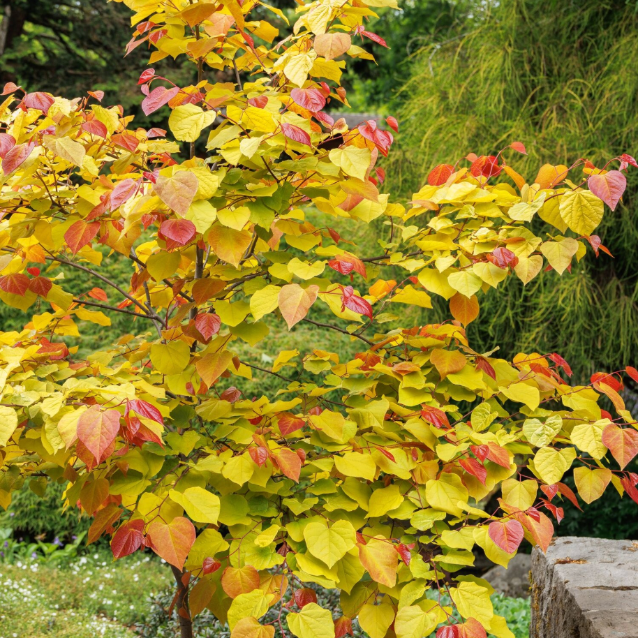 Flame Thrower® Redbud | Cercis canadensis