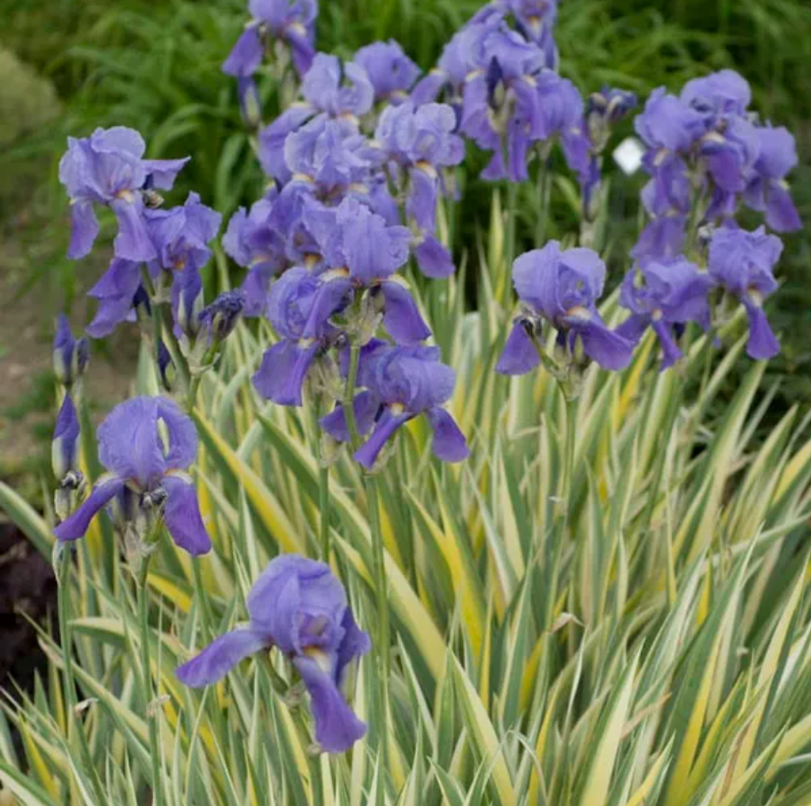 Variegated Yellow Sweet Iris | Iris pallida 'Varieagata Aurea'