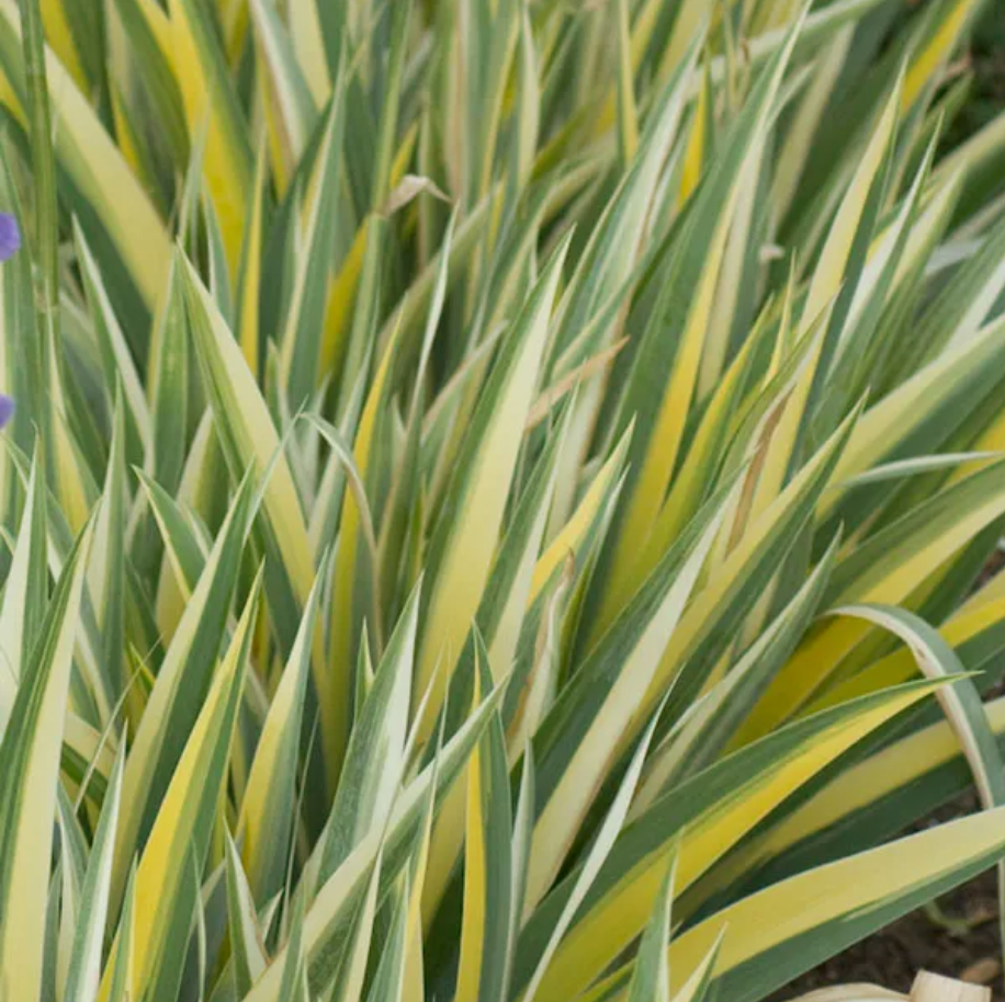 Variegated Yellow Sweet Iris | Iris pallida 'Varieagata Aurea'