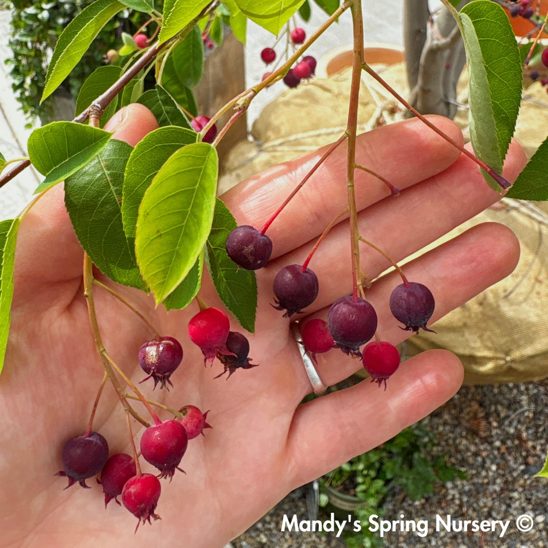 Autumn Brilliance Serviceberry | Amelanchier x grandiflora